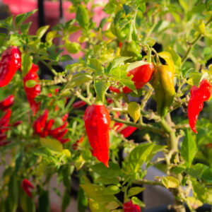 Hot Chilli Pepper Bhut Jolokia Red
