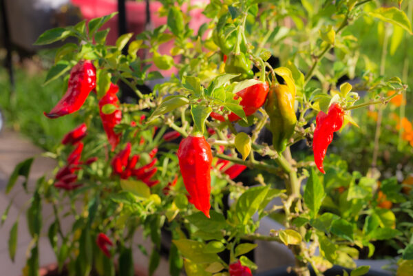 Hot Chilli Pepper Bhut Jolokia Red