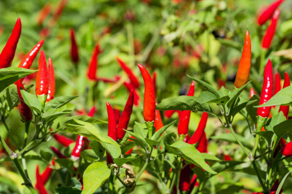 Hot Chilli Pepper Bird Eye Demon
