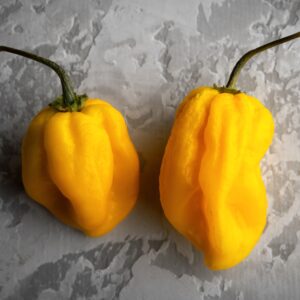 Hot Chilli Pepper Habanero Yellow Very Hot