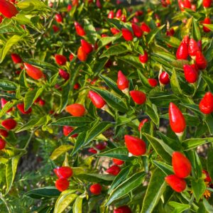 Organic Hot Chilli Pepper Numex Bailey
