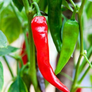 Hot Chilli Pepper Numex Sandia