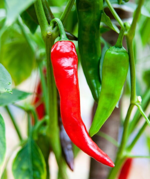 Hot Chilli Pepper Numex Sandia