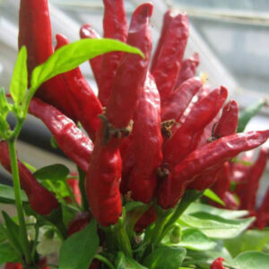 Hot Chilli Pepper Poinsettia