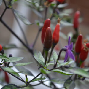 Hot Chilli Pepper Zimbabwe Black