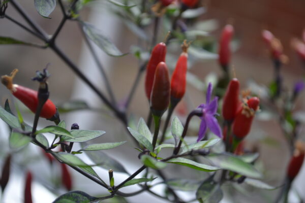 Hot Chilli Pepper Zimbabwe Black