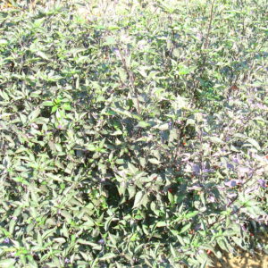 Hot Chilli Pepper Heirloom Orozco