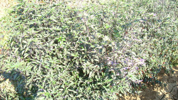 Hot Chilli Pepper Heirloom Orozco