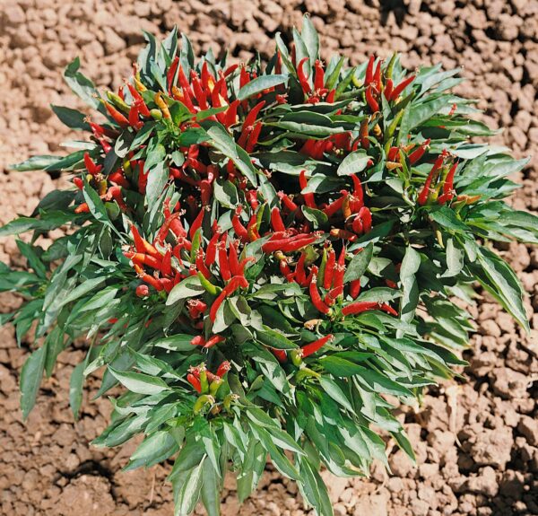 Hot Chilli Pepper Poinsettia - Image 2