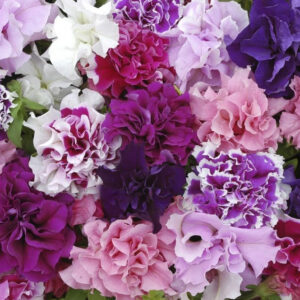 Petunia Grandiflora F1 Double Pirouette Mix