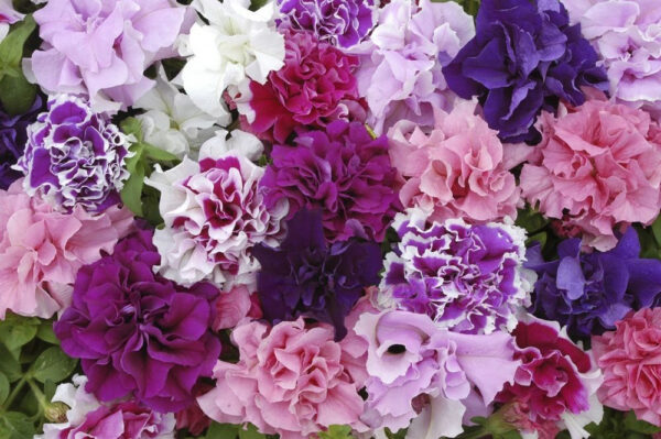 Petunia Grandiflora F1 Double Pirouette Mix