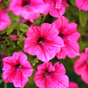 Petunia Nana Compacta Rose of Heavens Pink