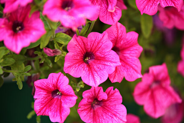 Petunia Nana Compacta Rose of Heavens Pink