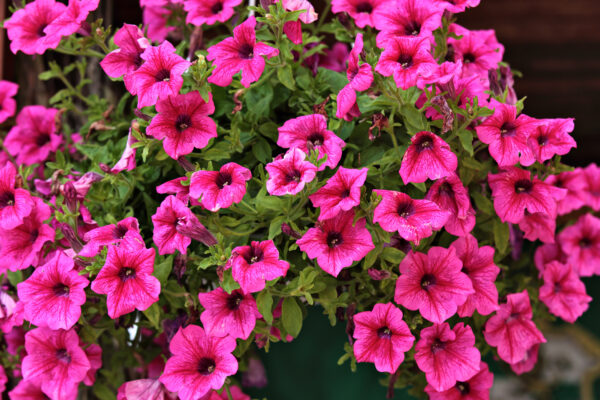 Petunia Nana Compacta Rose of Heavens Pink - Image 2