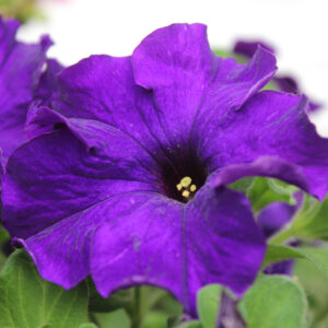 Petunia Nana Compacta Royal Blue