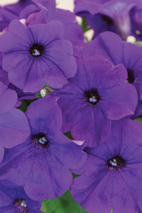 Petunia Nana Compacta Royal Blue - Image 2