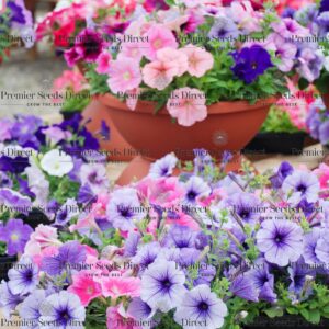 Petunia Superbissima Mixed