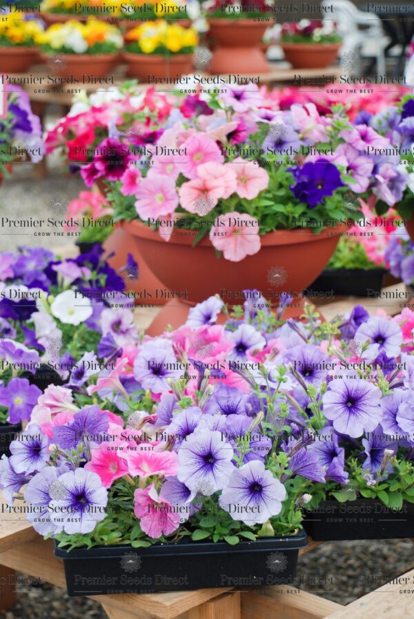 Petunia Superbissima Mixed