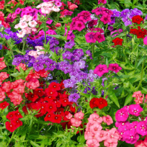 Phlox Drumondii Beauty Mix