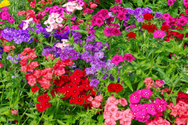 Phlox Drumondii Beauty Mix