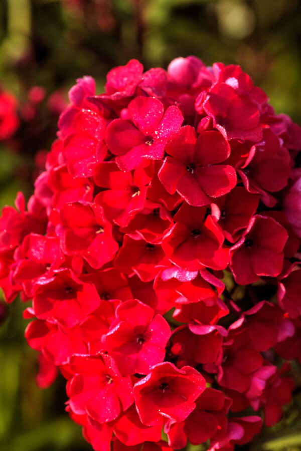 Phlox Scarlet Beauty - Image 2