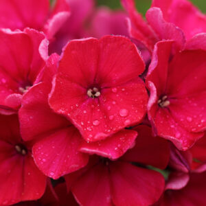 Phlox Scarlet Beauty