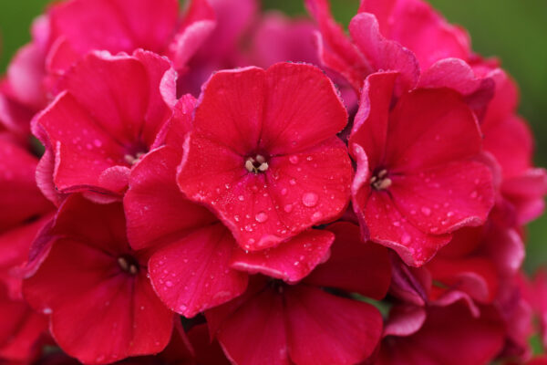 Phlox Scarlet Beauty