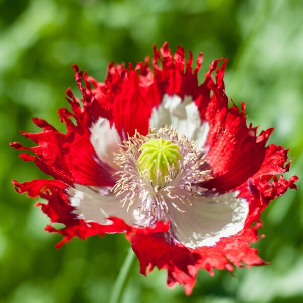 Poppy Papaver Danish Dwarf - Image 2