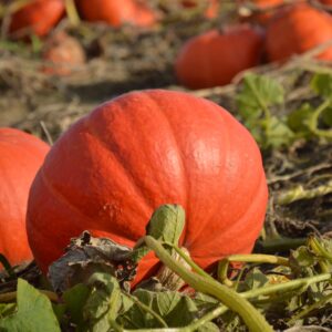Squash - Pumpkin Rouge Vif D’Etampes