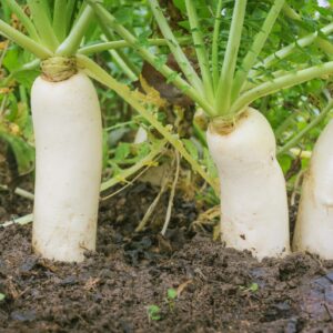 Radish - Birra Di Monaco Muncher Bier