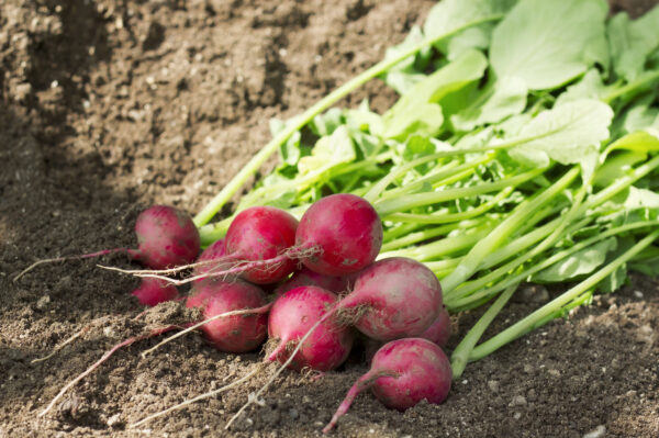 Radish Crimson Giant - Image 2