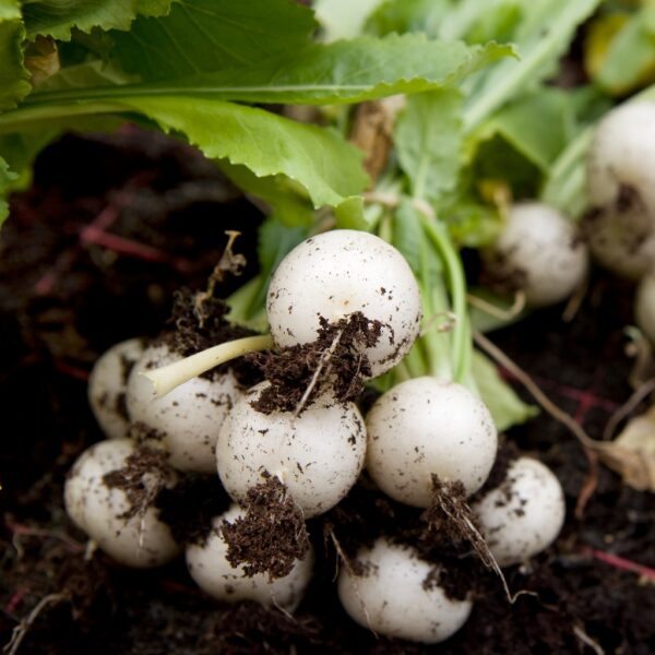 Radish - White Hailstone - Image 2