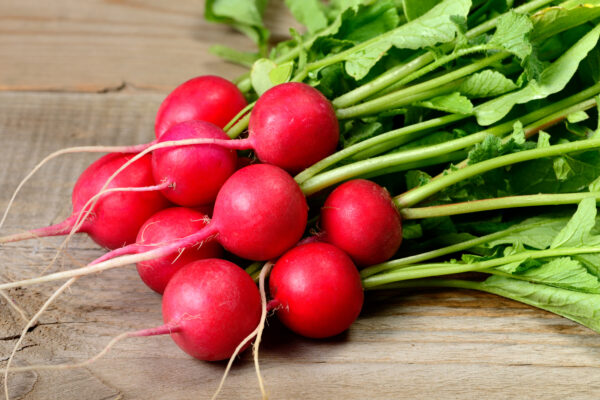 Organic Radish Saxa 2