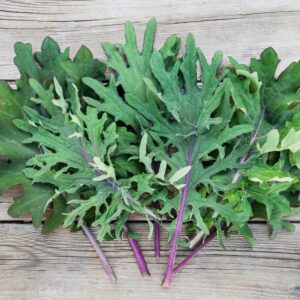 Organic Kale Borecole Heirloom Red Russian