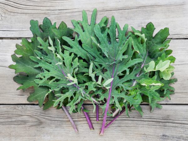 Organic Kale Borecole Heirloom Red Russian