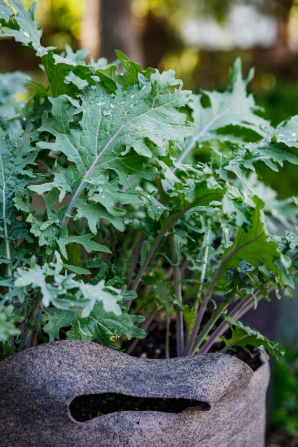Organic Kale Borecole Heirloom Red Russian - Image 3