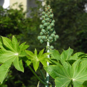 Ricinus Zansibariensis