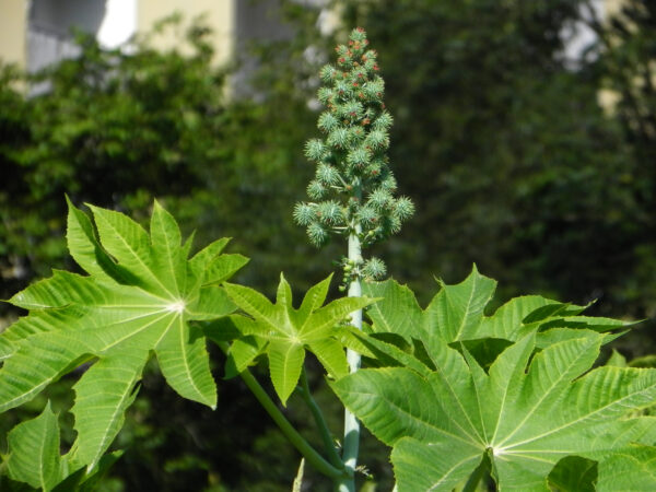 Ricinus Zansibariensis