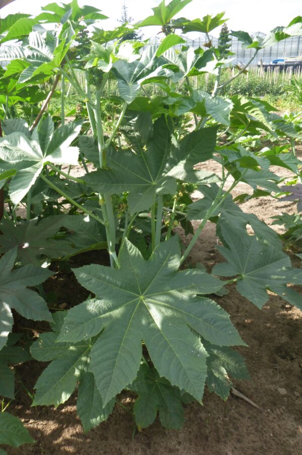 Ricinus Zansibariensis - Image 2