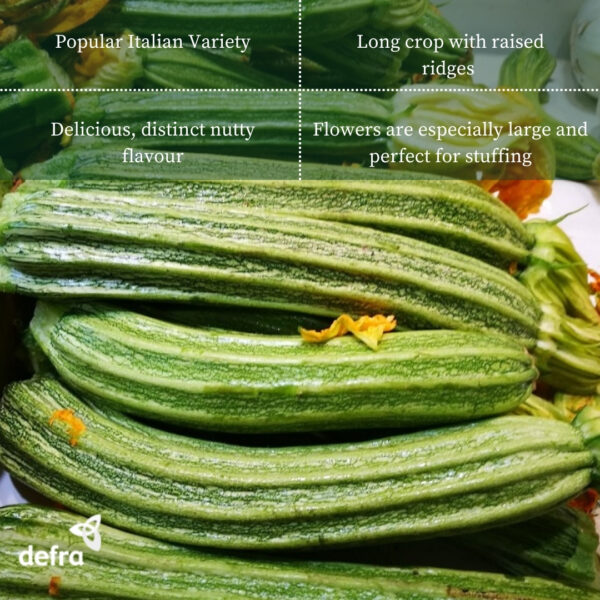 Italian Courgette Romanesco - Image 2