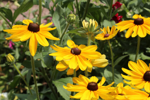 Rudbeckia Hirta Black Eyed Susan - Image 2