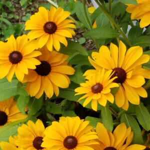 Rudbeckia Hirta Black Eyed Susan