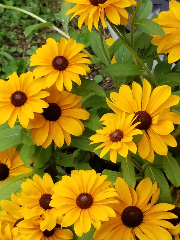 Rudbeckia Hirta Black Eyed Susan