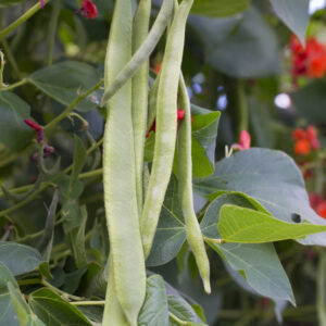 Runner Bean Polestar Stringless Variety