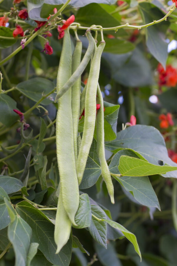 Runner Bean Polestar Stringless Variety