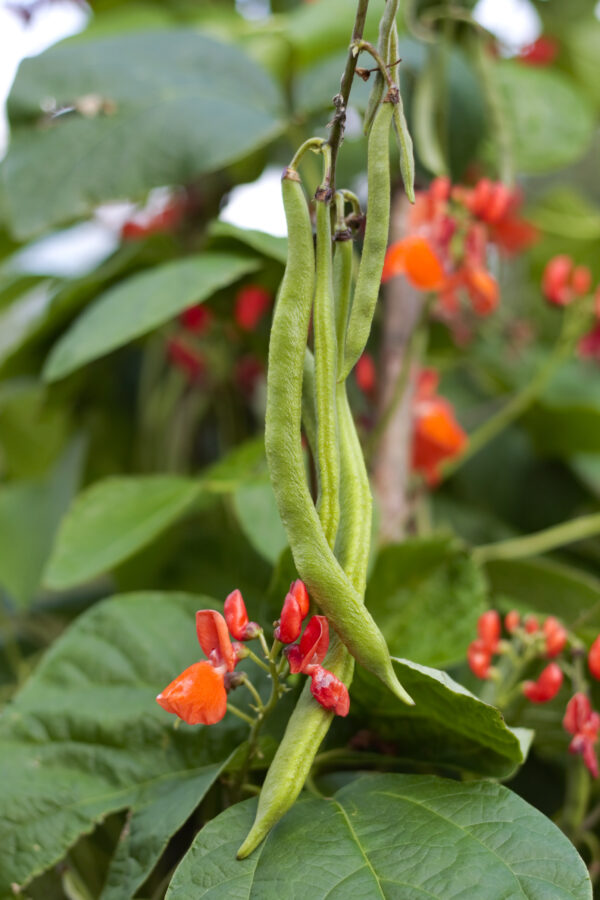 Organic Runner Bean Scarlet Emperor
