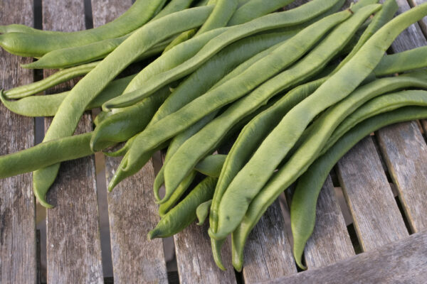 Organic Runner Bean White Emergo