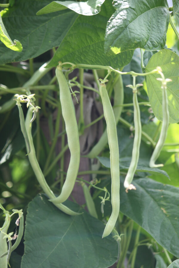 Runner Bean White Lady - Image 2