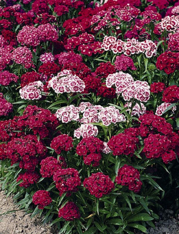 Sweet William Indian Carpet Mix