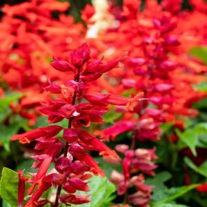 Salvia Scarlet Sage Coccinea